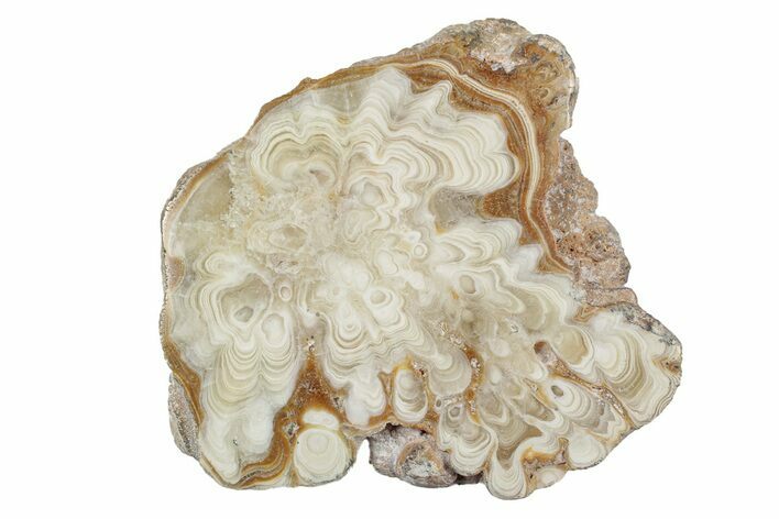 Polished Aragonite Stalactite Slice - Morocco #255367